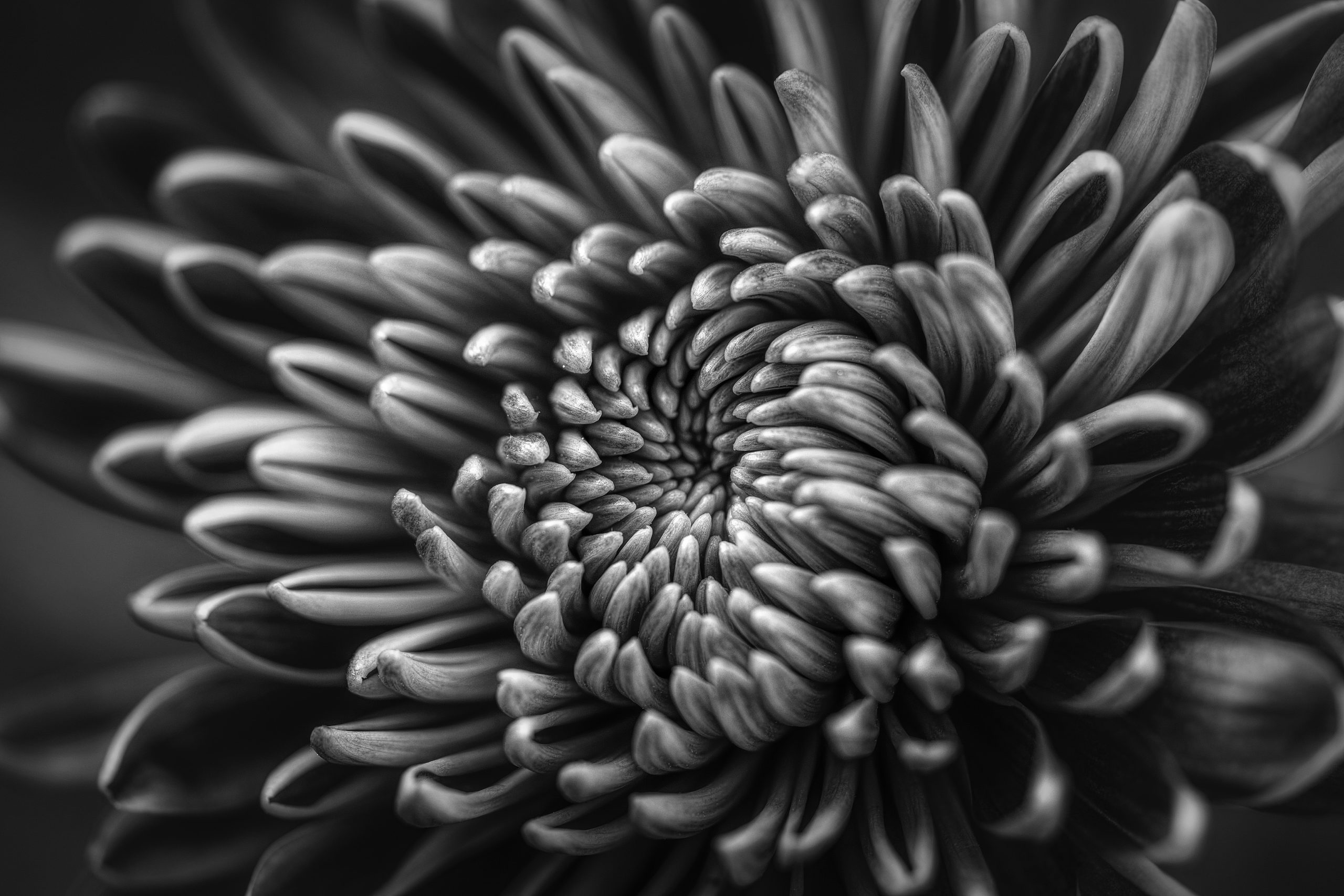A flower blooming in black and white
